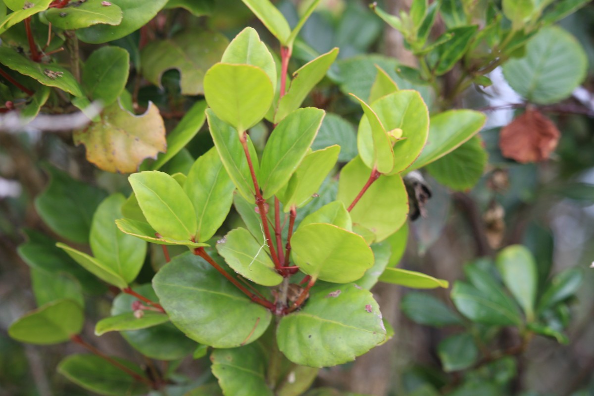 Euonymus revolutus Wight